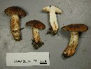 Tricholoma vaccinum image