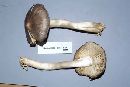 Tricholoma virgatum image