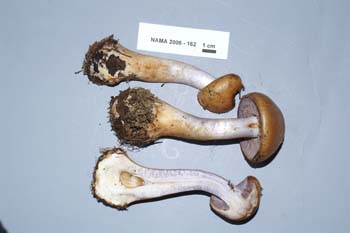 Cortinarius amoenolens image