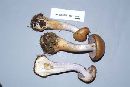 Cortinarius amoenolens image