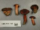 Cortinarius cinnabarinus image