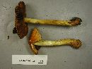 Cortinarius corrugatus image