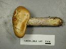 Cortinarius cylindripes image