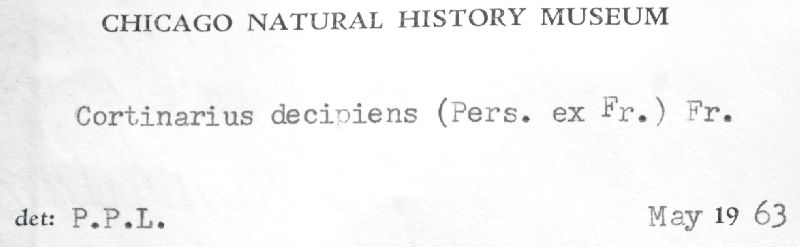 Cortinarius decipiens image