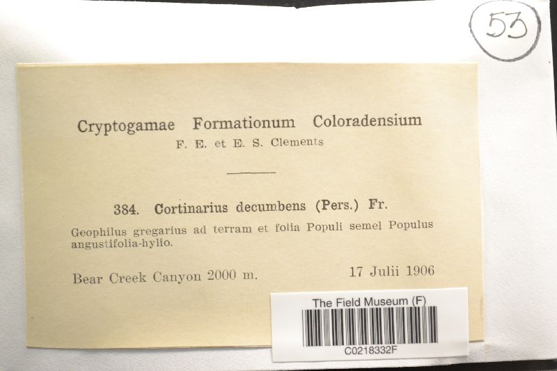 Cortinarius decumbens image