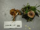 Cortinarius flexipes image