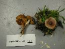 Cortinarius flexipes image