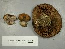 Cortinarius fulvo-ochrascens image