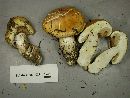 Cortinarius polymorphus image