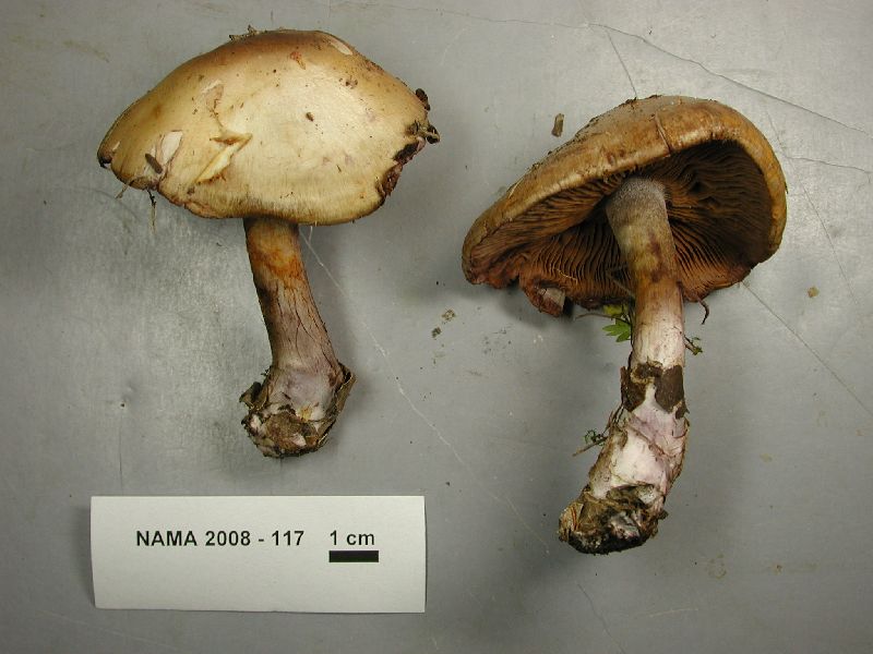 Cortinarius mutabilis image