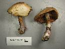 Cortinarius mutabilis image