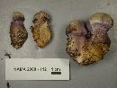 Cortinarius traganus image