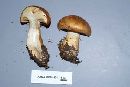 Cortinarius triumphans image