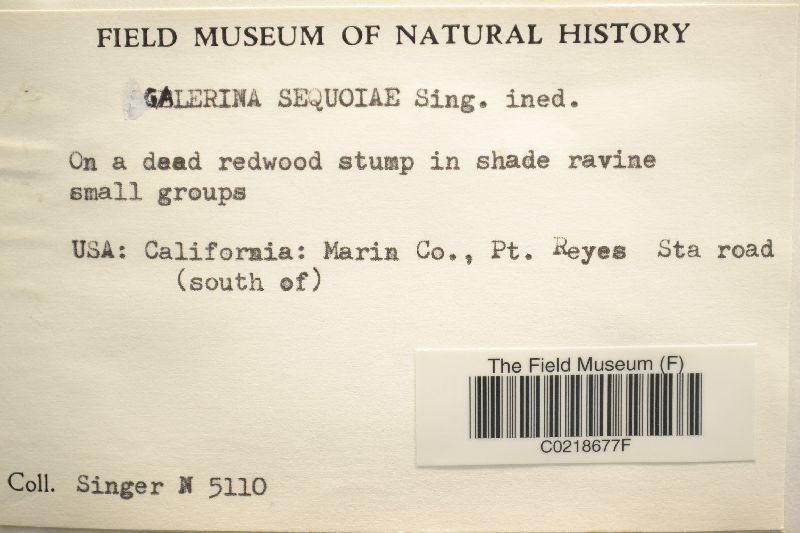 Galerina sequoiae image