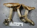 Hebeloma crustuliniforme image