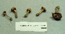 Inocybe caesariata image