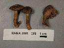 Inocybe lanuginosa image