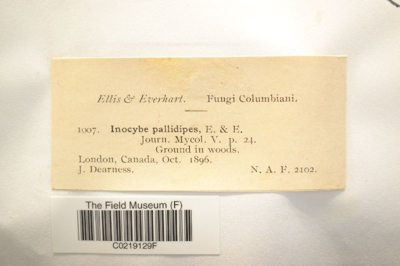 Inocybe pallidipes image