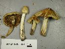 Inocybe rimosa image