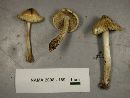 Inocybe sororia image