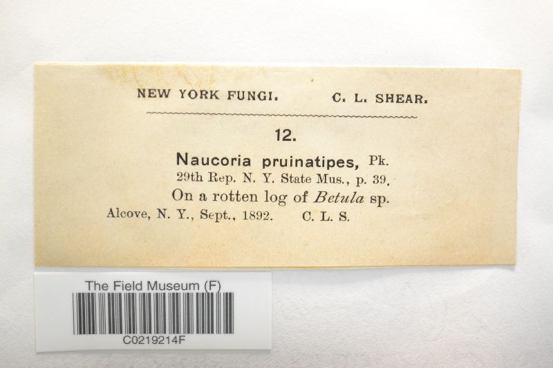 Naucoria pruinatipes image