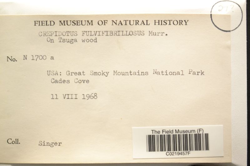 Crepidotus fulvifibrillosus image