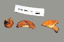 Lactarius chrysorrheus image