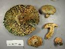 Lactarius deterrimus image