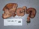 Lactarius hepaticus image