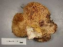 Lactarius repraesentaneus image