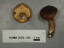 Lactarius rufus image