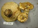 Lactarius scrobiculatus image