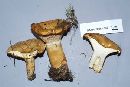 Lactarius torminosus image