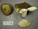 Russula aeruginea image