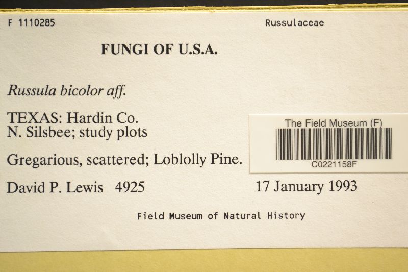 Russula bicolor image