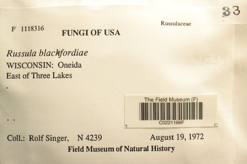 Russula blackfordiae image