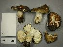 Russula brunneola image