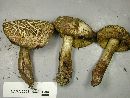 Boletus chrysenteron image