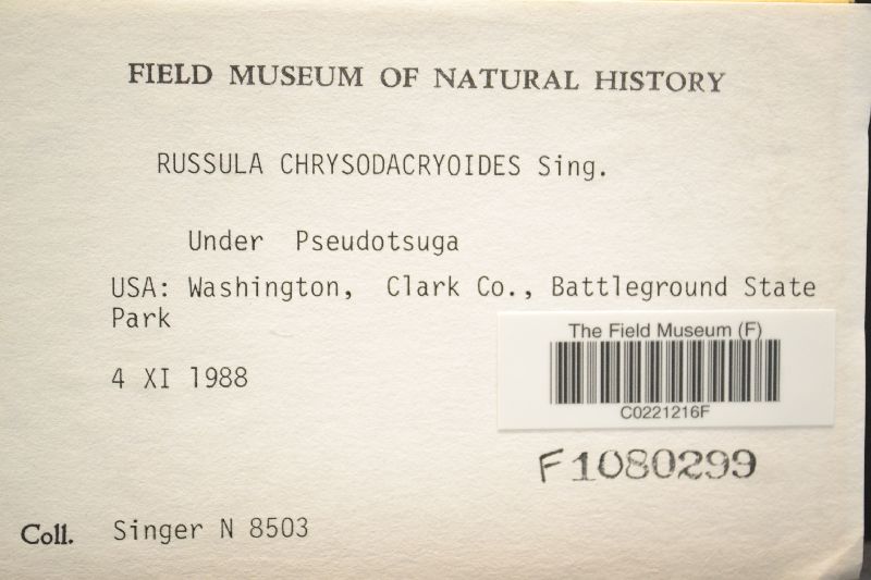 Russula chrysodacryoides image