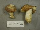 Russula cyanoxantha image