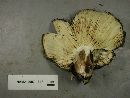 Russula dissimulans image