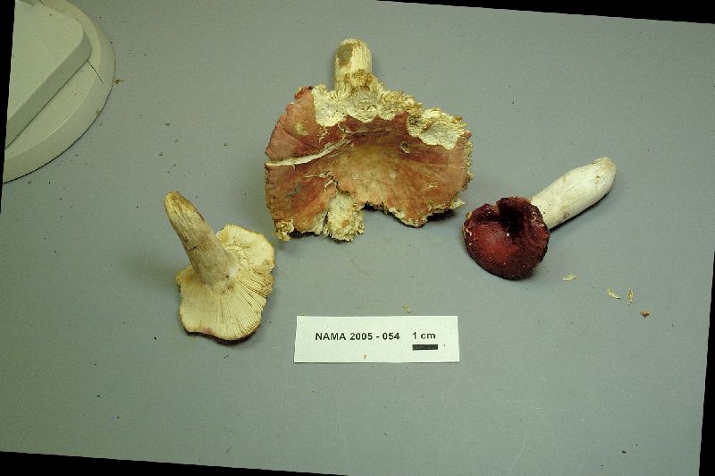 Russula flavisiccans image