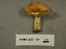 Russula granulata image