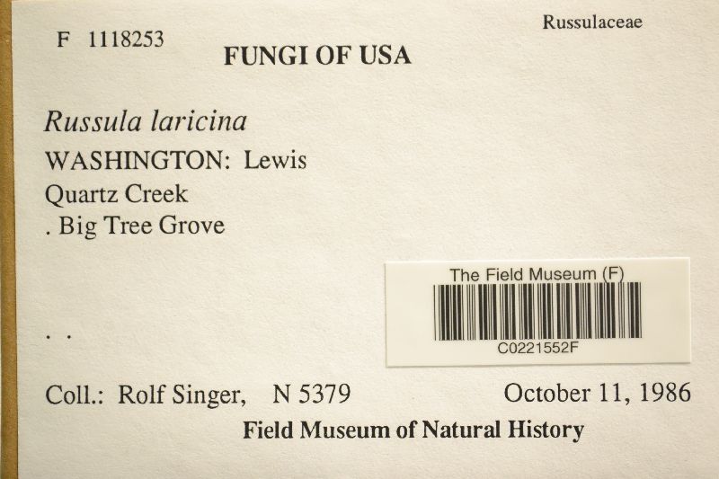 Russula laricina image