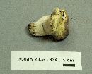 Russula mariae image