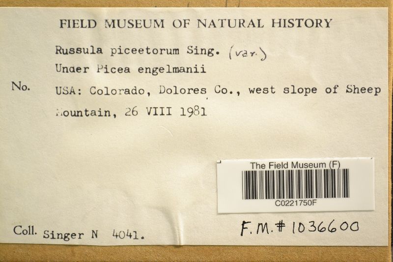 Russula piceetorum image