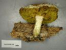 Boletus ferrugineus image