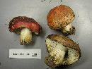 Russula xerampelina image