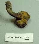 Boletus pulverulentus image