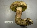 Boletus rubripes image